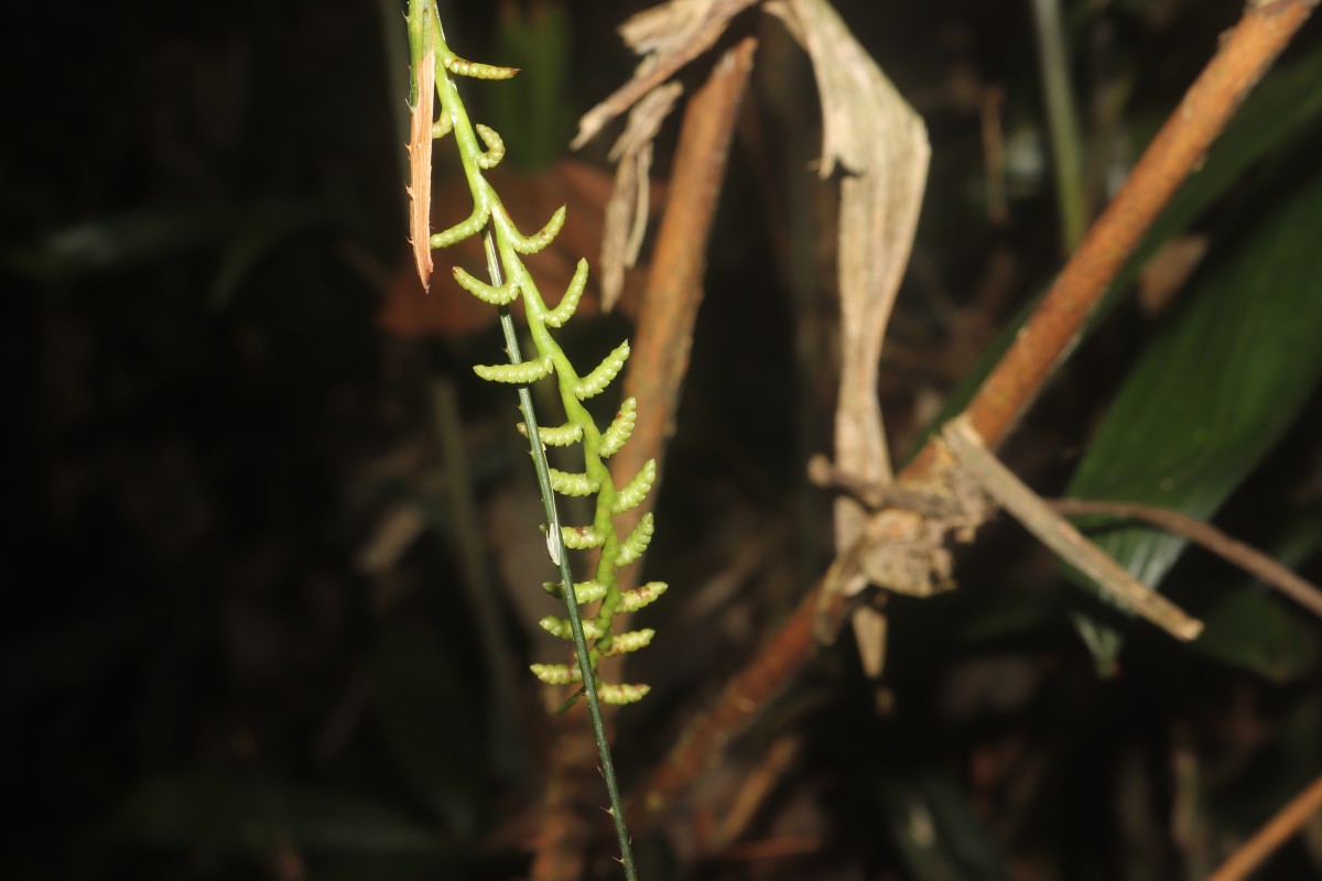 Calamus digitatus Becc.